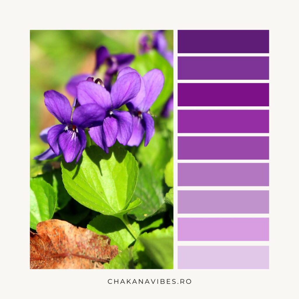 Culoarea violet (purpuriu) - paletă de nuanțe