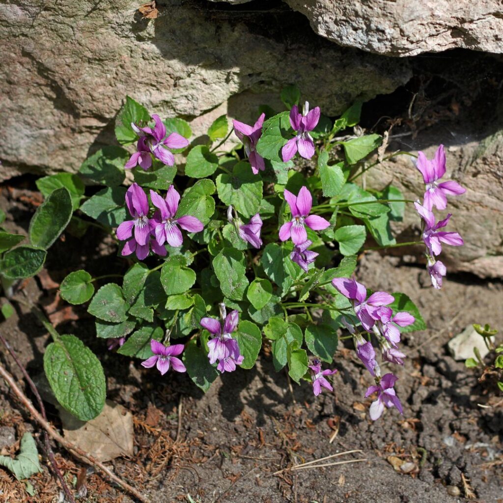 Viorele (violete de grădină)