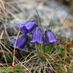 Clopoțel de pădure