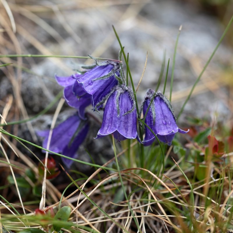 Clopoțel de pădure