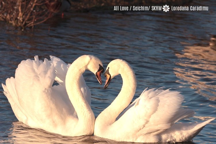 Meditatie All Love - Relația de cuplu