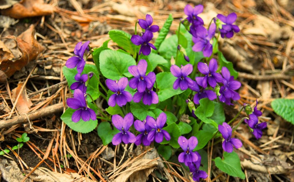 Viola Corsica (Viorea corsicană)