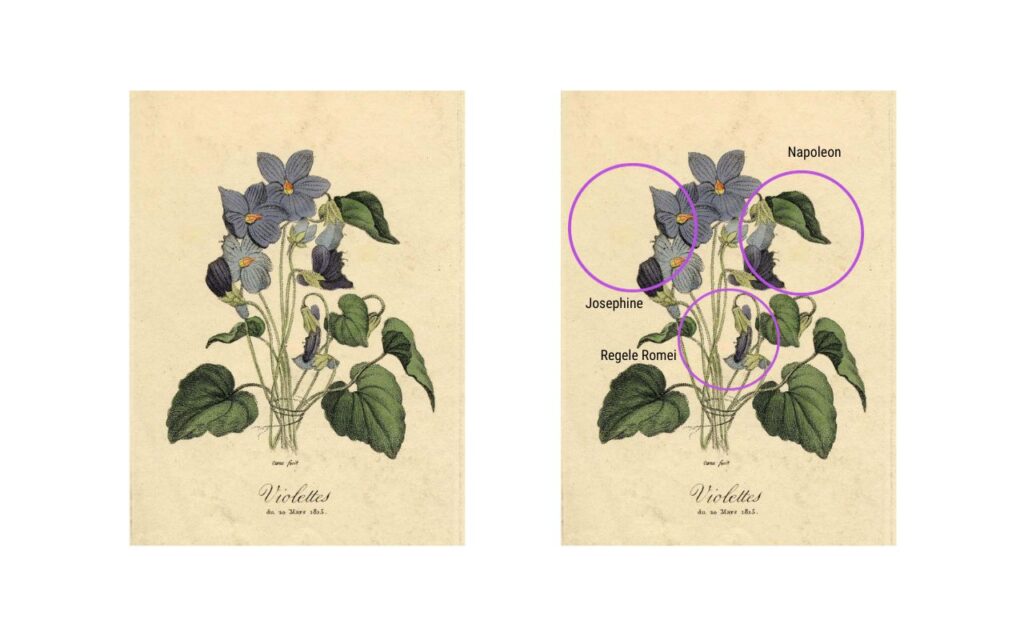 Caporalul Violet (Autor: Jean-Dominique-Étienne Canu,Paris, 1815)