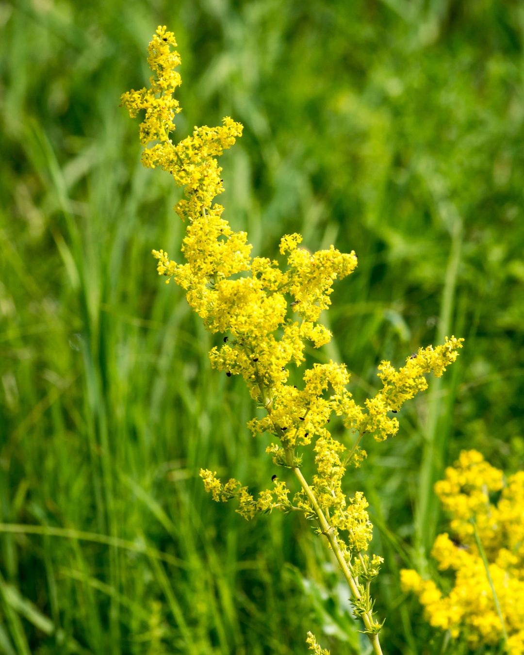 flori-de-Sânziene flori-de-Sânziene